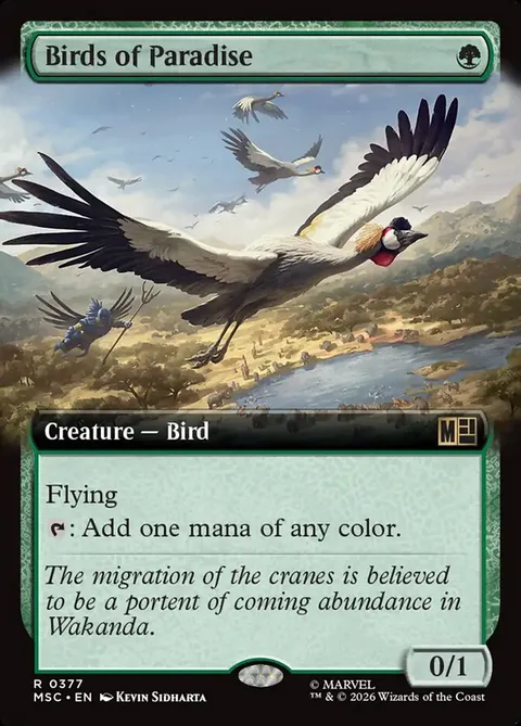 Birds of Paradise